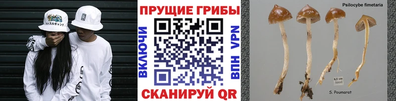 kraken как зайти  Киселёвск  Галлюциногенные грибы Psilocybine cubensis 
